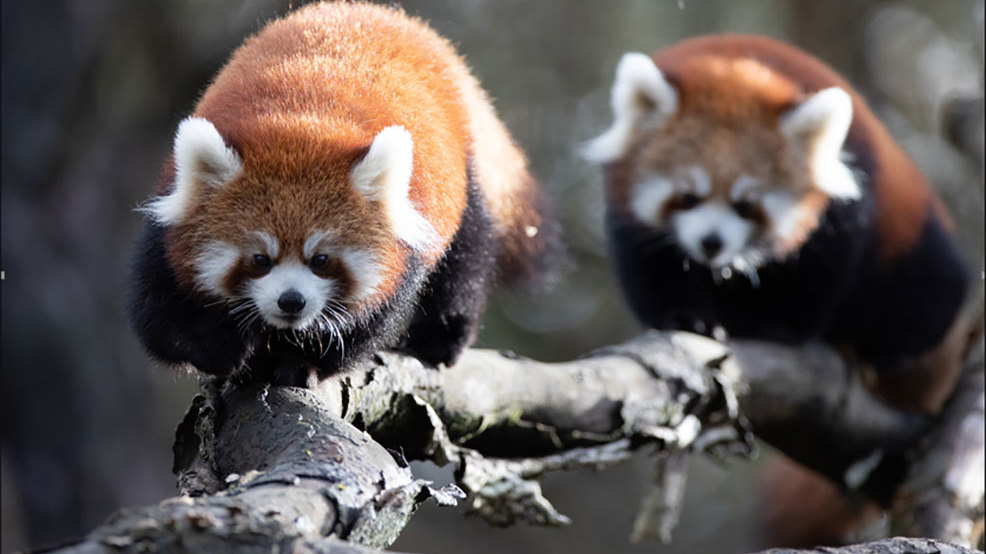 Red pandas recaptured after escaping from Woodland Park Zoo | KOMO