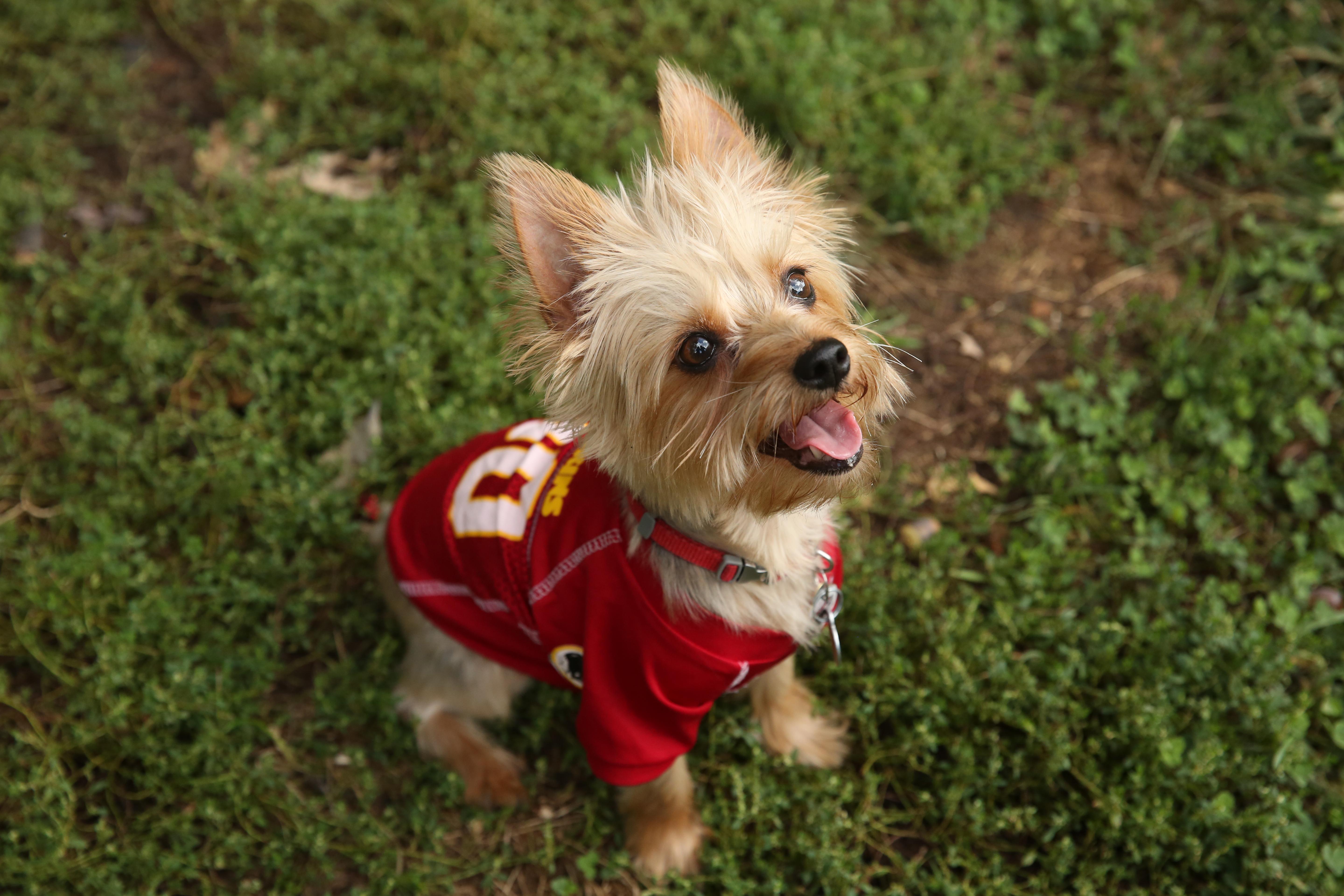 ruffined spotlight: these dogs are ready for fall