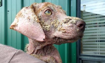 Anderson County Puppy With Worst Case Of Mange Recovers In Mills River Wlos