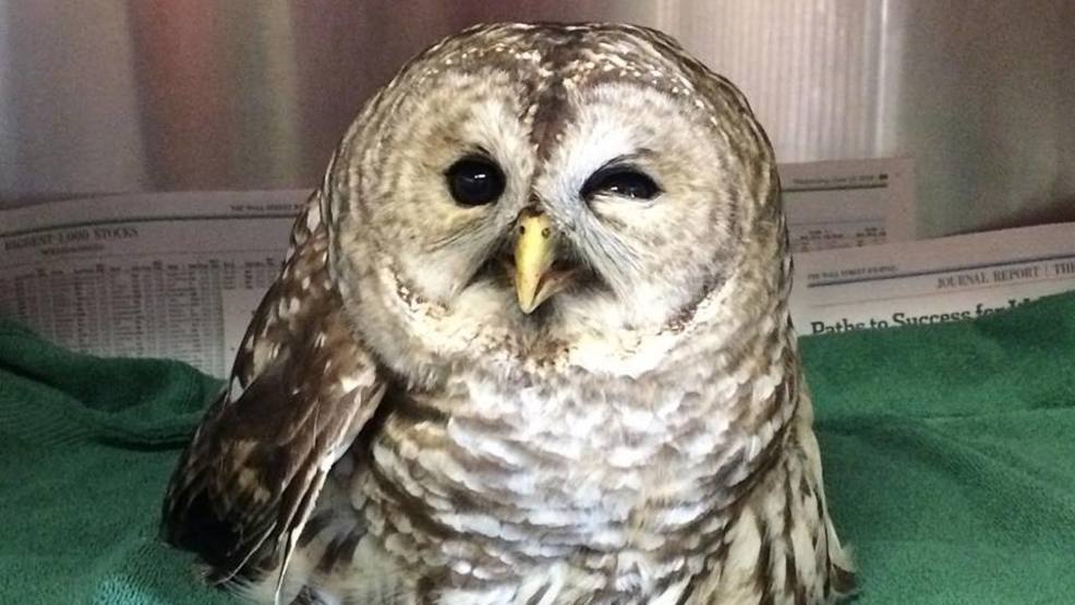 Officials warn that owls are being hit by cars WGME