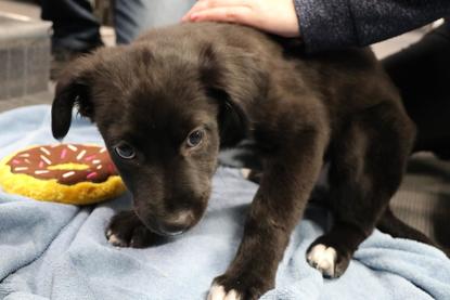 adopting a 4 month old puppy