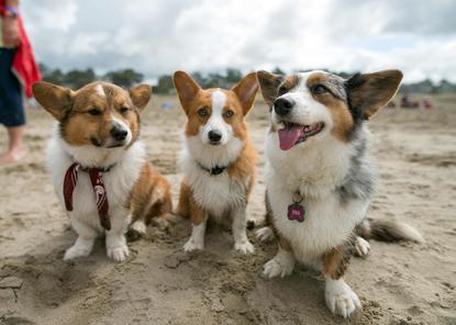 corgi beach