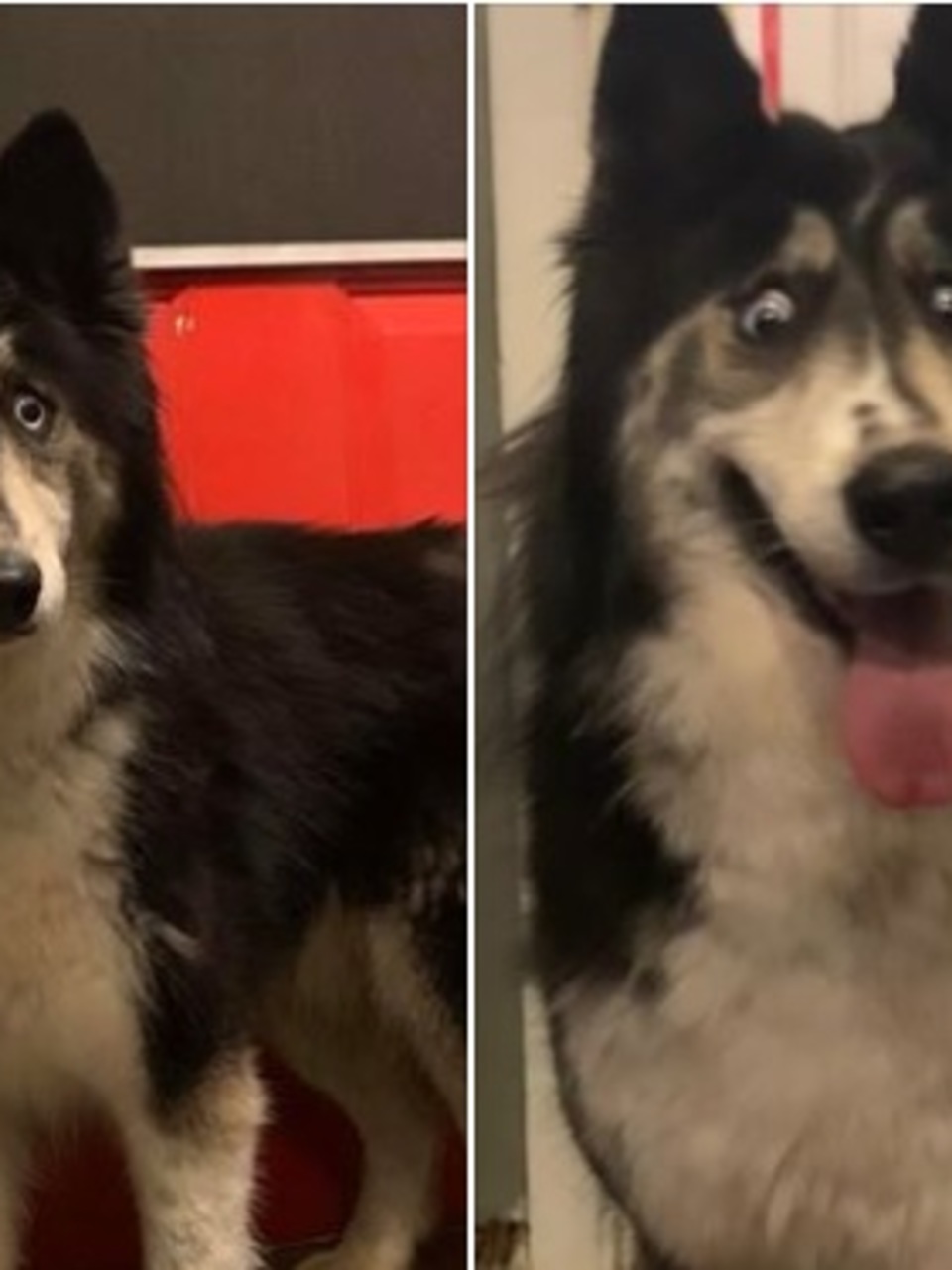 siberian husky rescue puppies