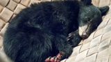 Bear cub receiving unique wound care after being burned in Carr Fire  