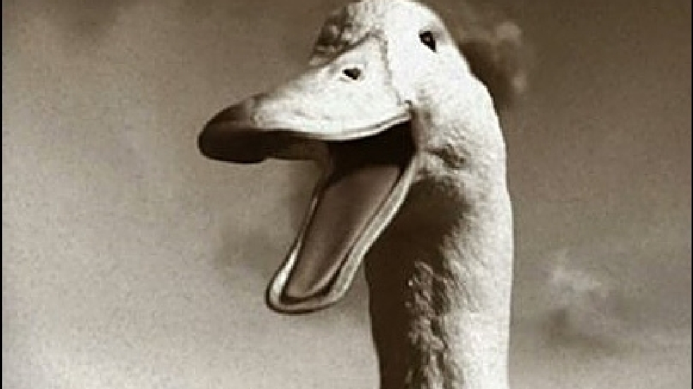 Could you be the next Aflac duck? | KVAL