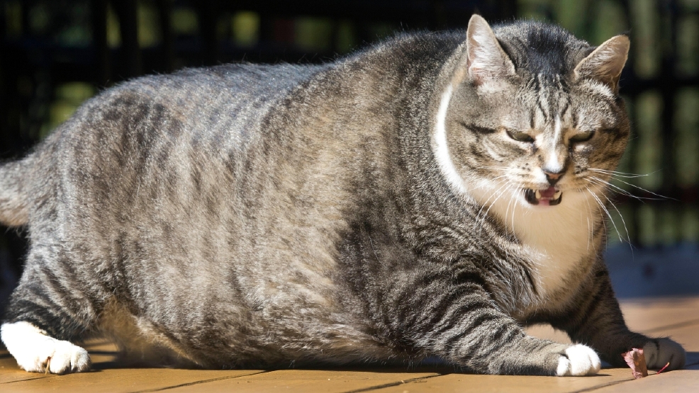 Big Kitty New Hampshire Hotel Is Home To Supersized Cat Wjla