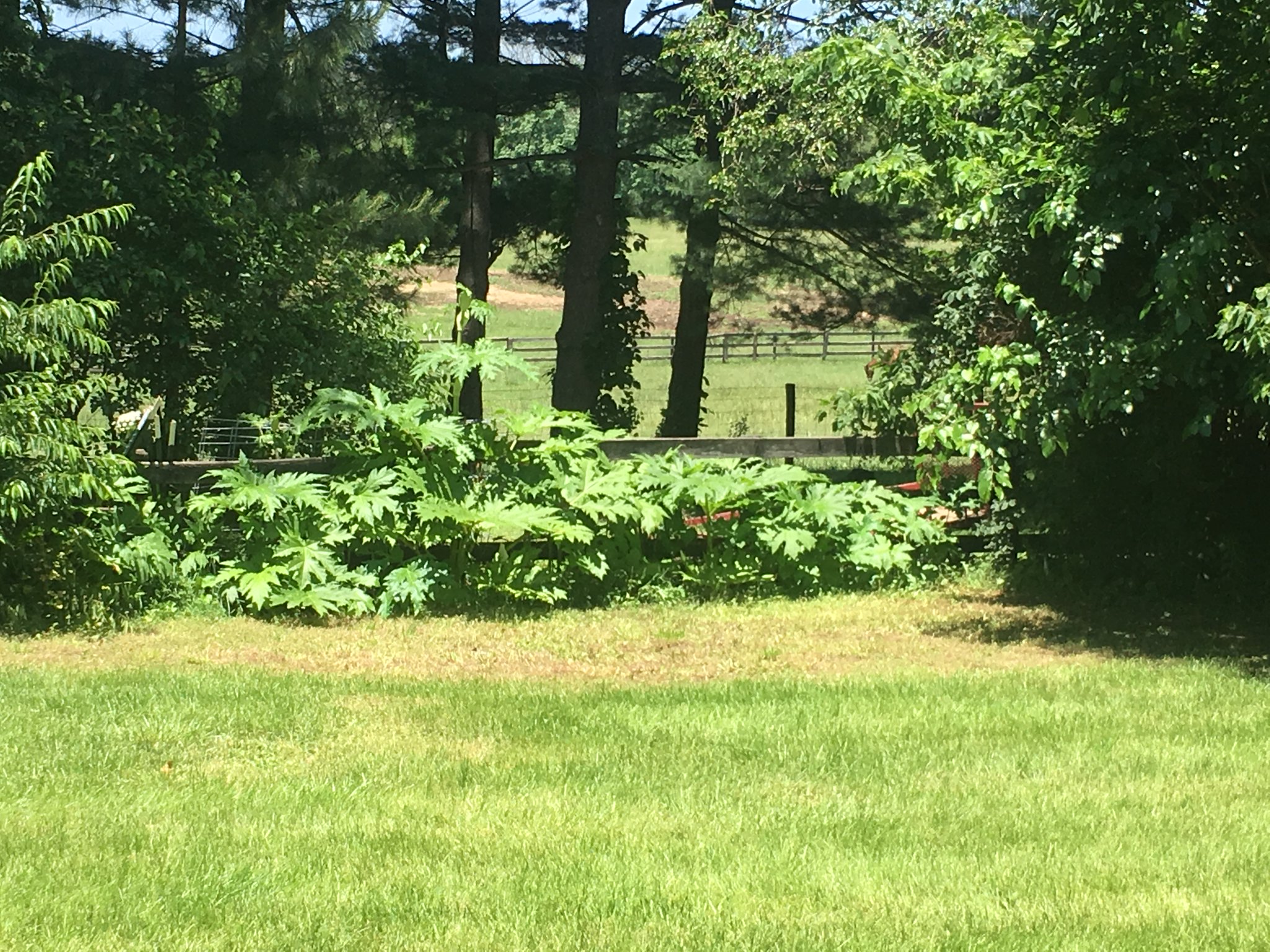 can grow between 7 and 14 feet tall, depending upon growth