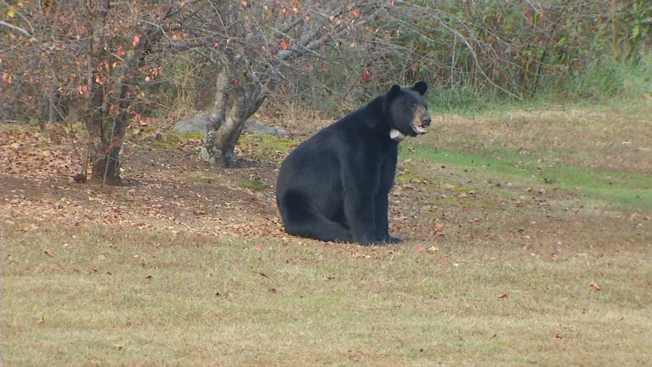 Bear sightings increase in Asheville area WLOS