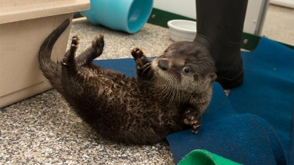 Oregon Zoo wants you to help name a rescued otter pup | KATU