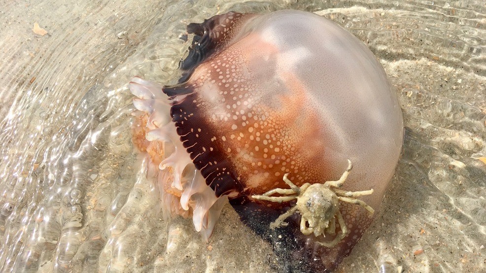 Jellyfish taking over Myrtle Beach WSET