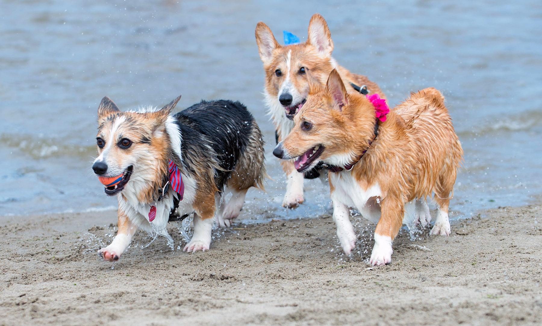 Photos fill Cannon Beach, Ore. for annual Beach Day! KATU