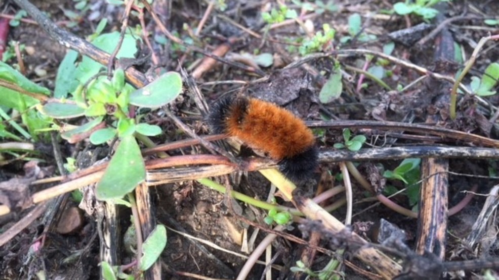 Woolly bears out in West Michigan this fall and possibly predicting