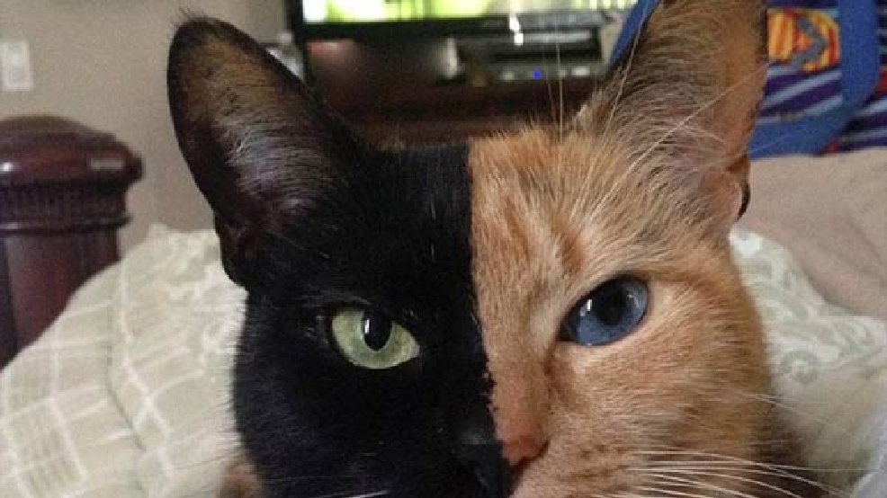 Venus the cat appears to have 2 faces | WJAR