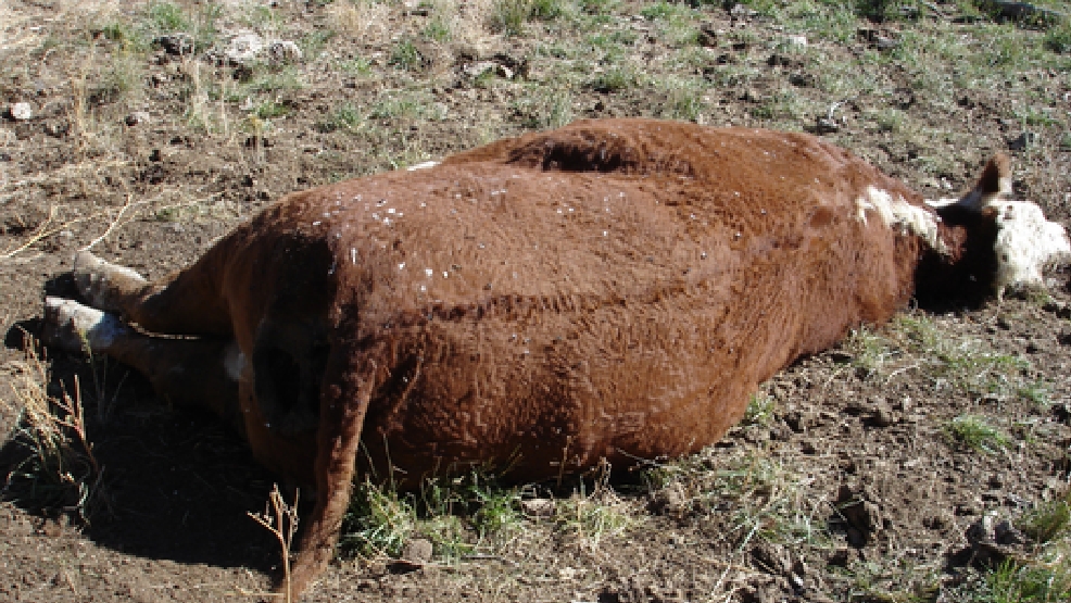 3-mutilated-cows-mystify-utah-sheriff-s-officials-kutv