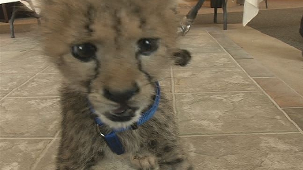 Cheetah babies to make appearance for good cause in Oregon | KEPR
