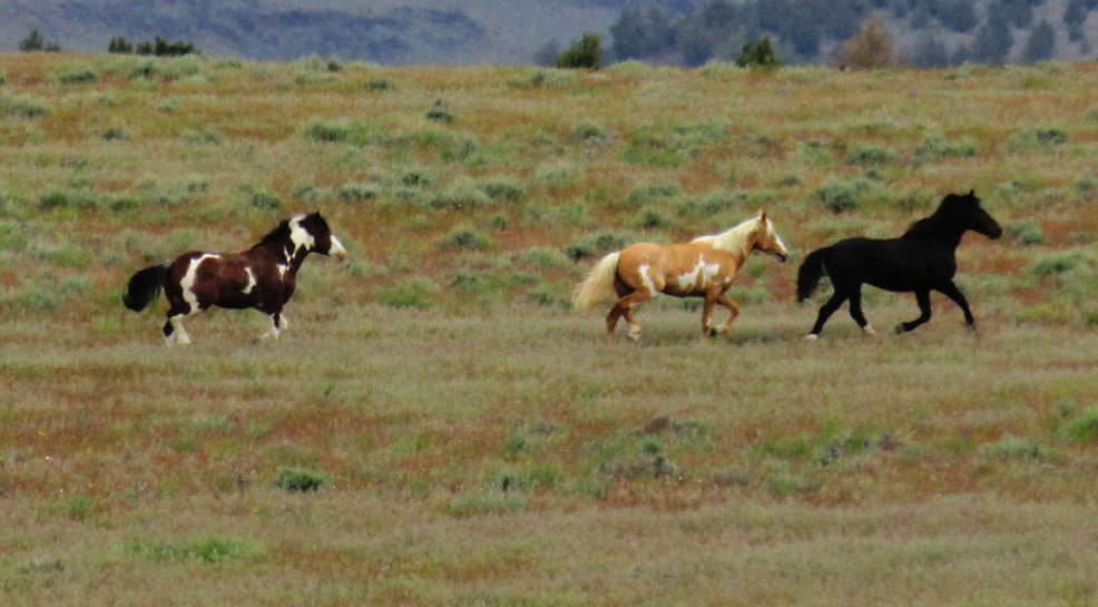 Forest Service Please Don T Befriend Oregon S Wild Horses Kval