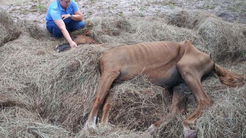 Horses found starving to death in Okeechobee WPEC