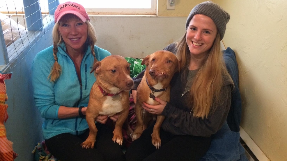 Story of Eugene dog with facial deformity goes viral, will be adopted