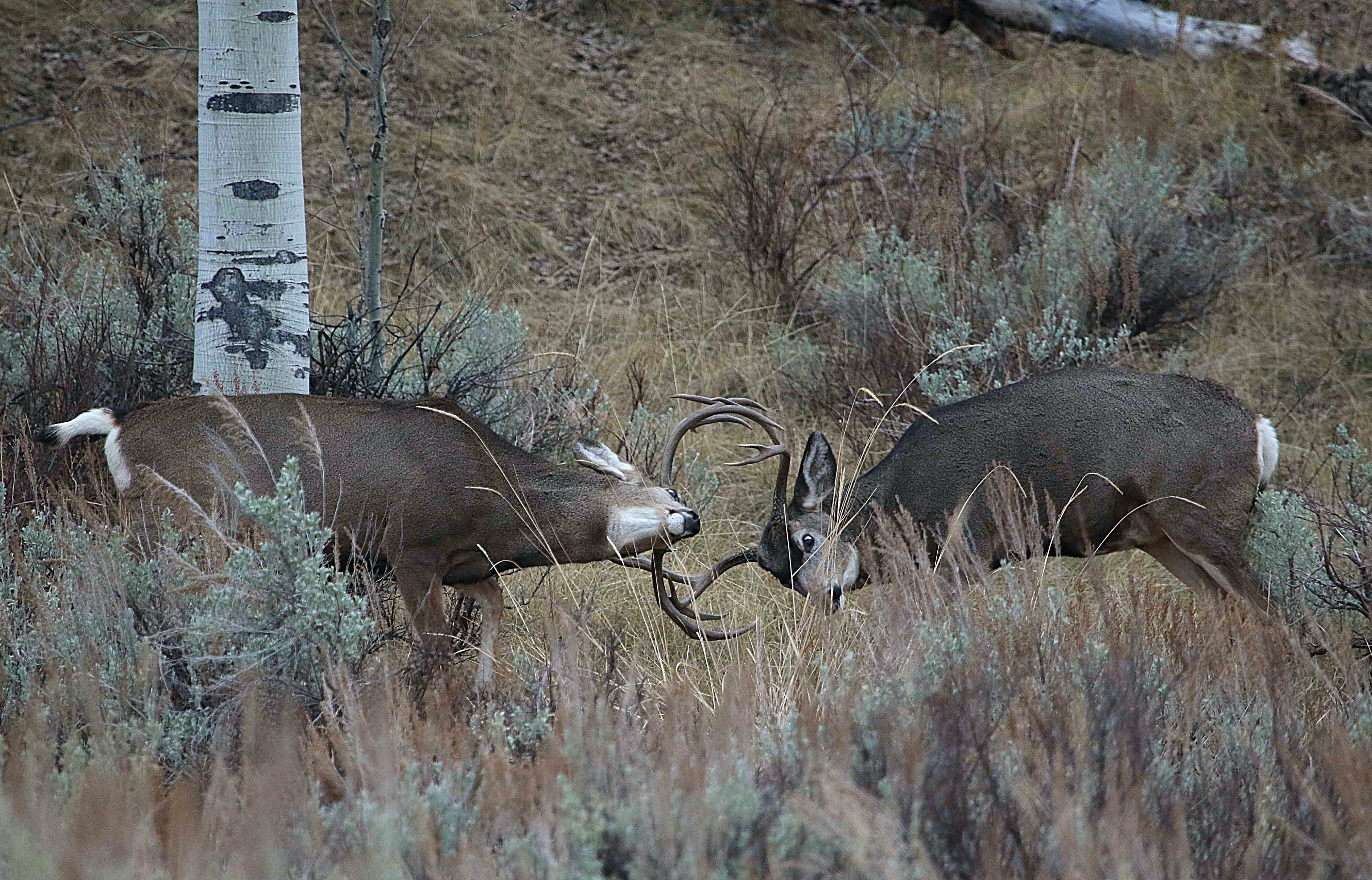 Permits for several deer, elk hunts available beginning next week KJZZ